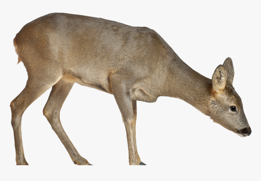 Roe Deer, HD Png Download - kindpng