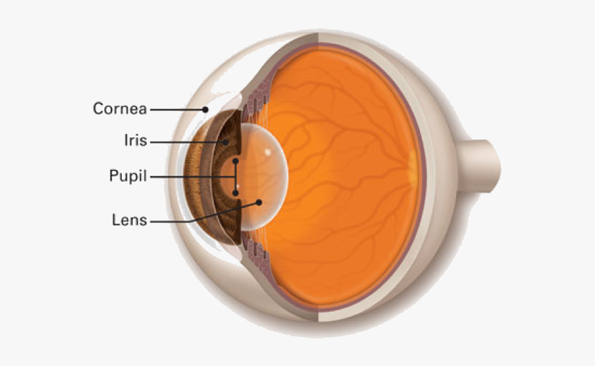 Lens Of Eye, HD Png Download, Free Download