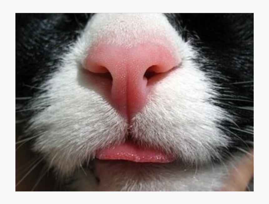 #cute #animal #nose #cat #catnose #freetoedit - Cat Nose Close Up, HD Png Download, Free Download