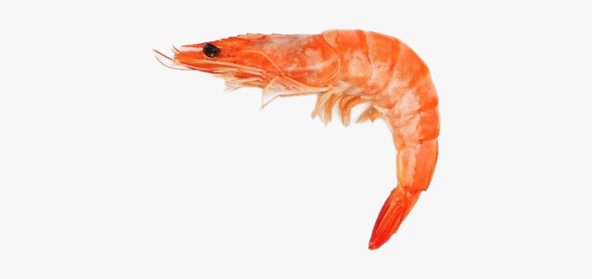 Shrimp Free Png Image - Shrimps Fish, Transparent Png, Free Download