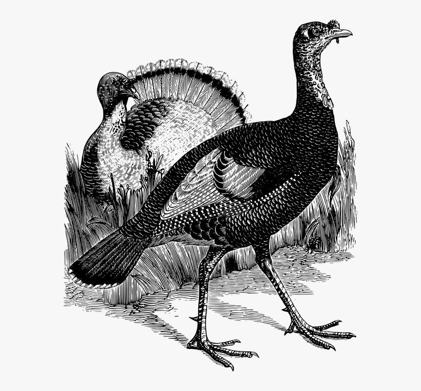 Pavo, Ave, Línea Arte, Acción De Gracias, Animales - Turkey Bird Black ...