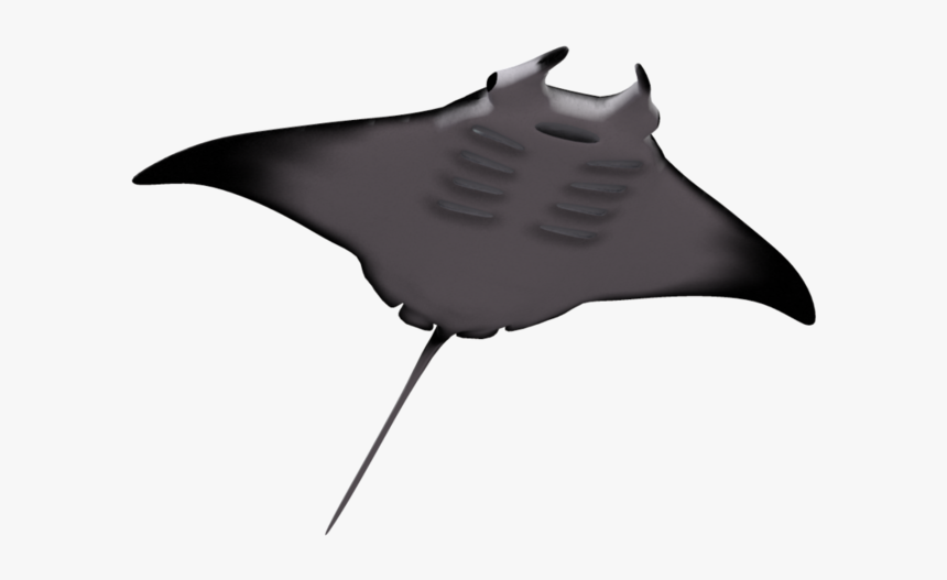 Manta Ray 02 By Wolverine0412 - Manta Ray No Background, HD Png Download, Free Download