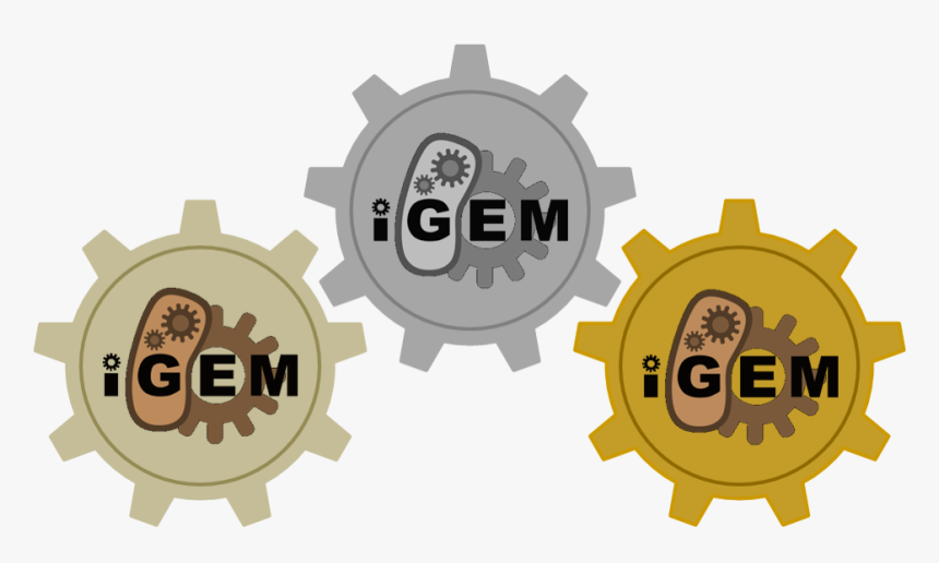 Medals - Change Management Plan Phases, HD Png Download, Free Download