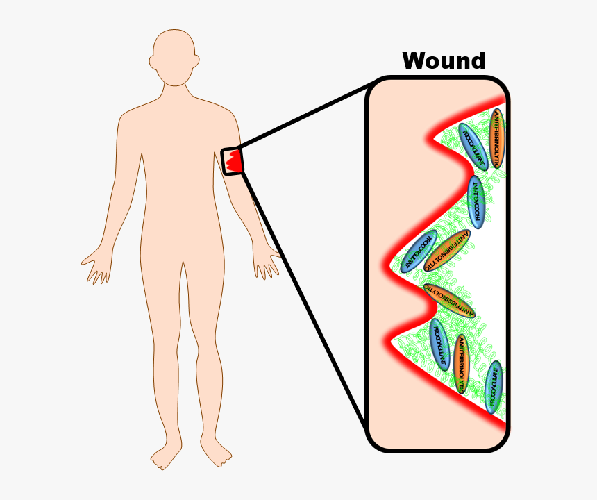 Human Body Healing Wound, HD Png Download, Free Download