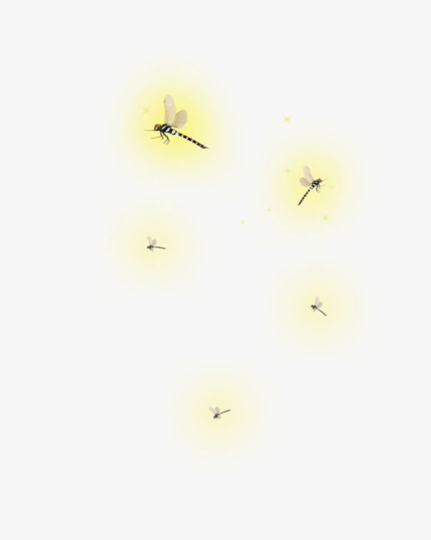 Transparent Lightning Bug Png, Png Download, Free Download