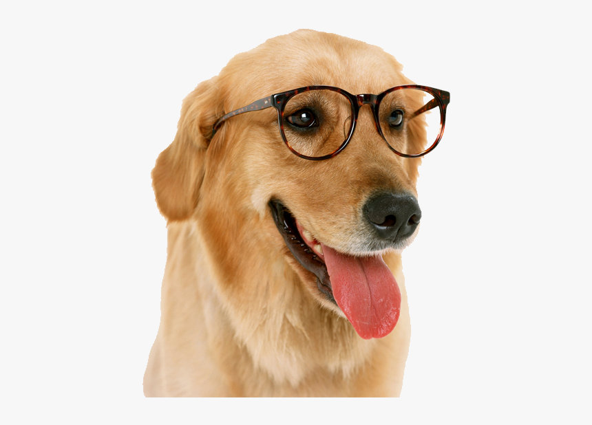 Golden-retriever - Dog With Glasses Transparent Png, Png Download, Free Download