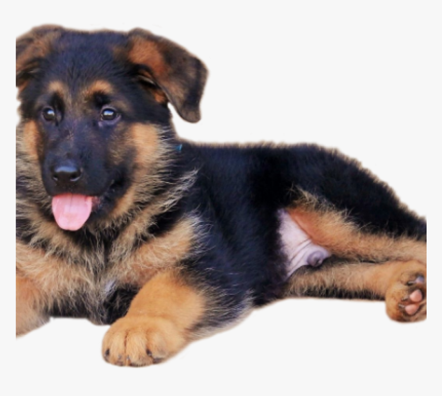 German Shepherd Puppy Png , Transparent Cartoons - German Shepherd Puppy Png, Png Download, Free Download