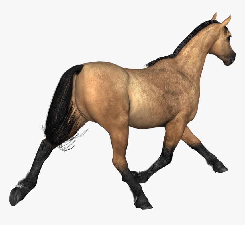 Horses Brown Horse Rear View - Horse Brown Png, Transparent Png - kindpng
