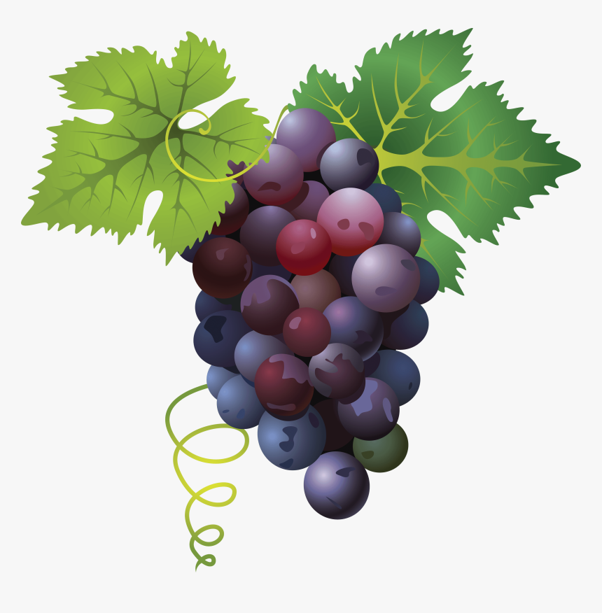 Grape Png, Transparent Png, Free Download