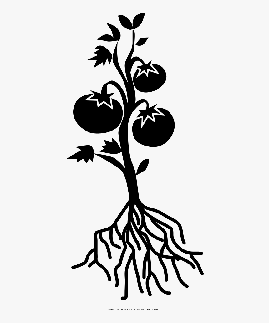 Tomato Plant Coloring Page - Tomato Plant Black And White, HD Png