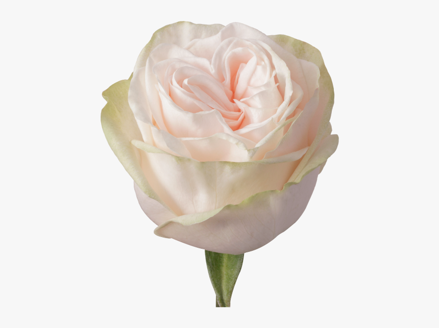 Roses Peach Garden Spirit - Rose Garden Spirit, HD Png Download, Free Download