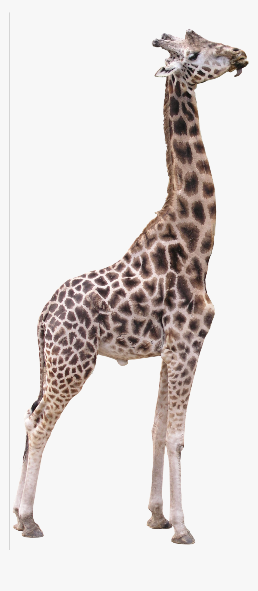 Northern Giraffe 3d Computer Graphics Texture Mapping - Transparent Background Giraffe Png, Png Download, Free Download