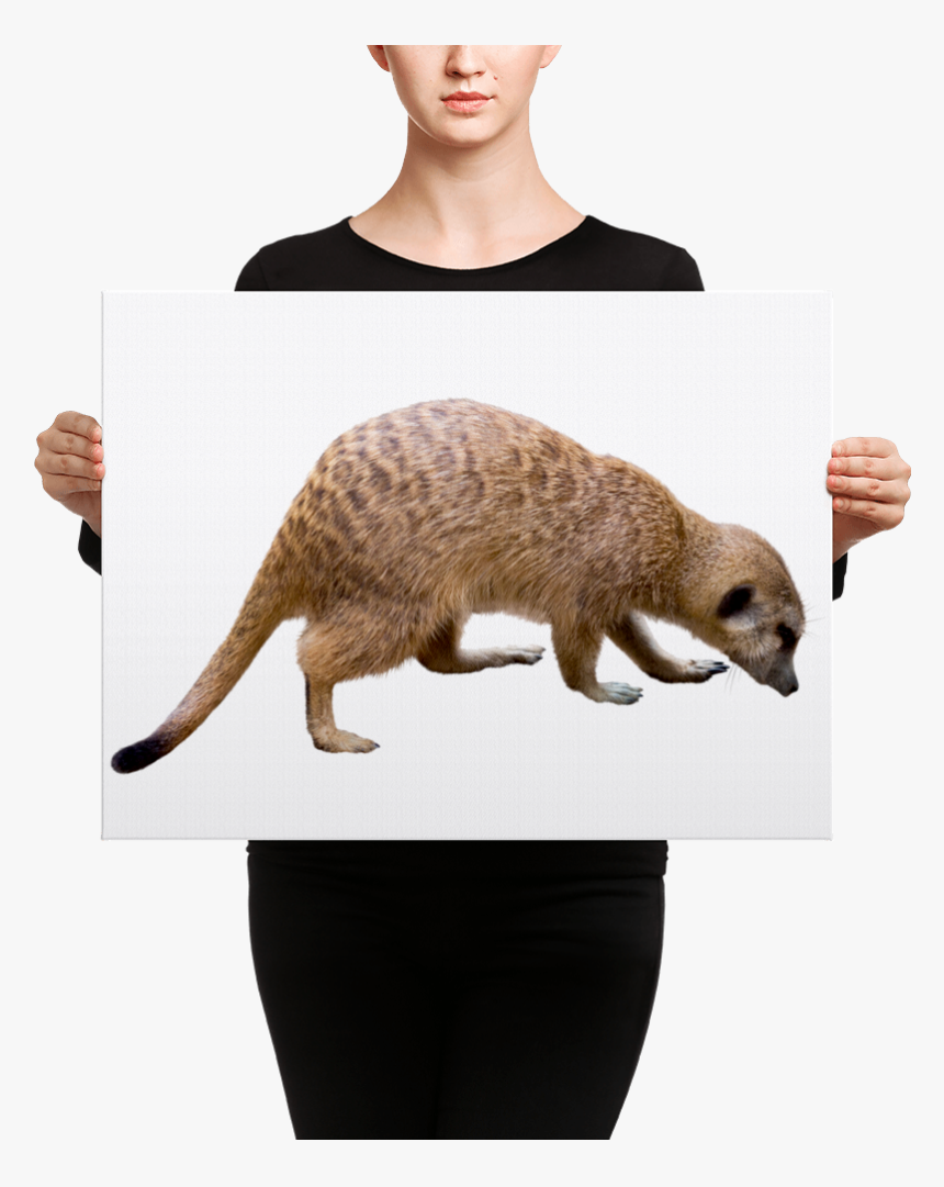 Transparent Mongoose Png - Canvas, Png Download, Free Download