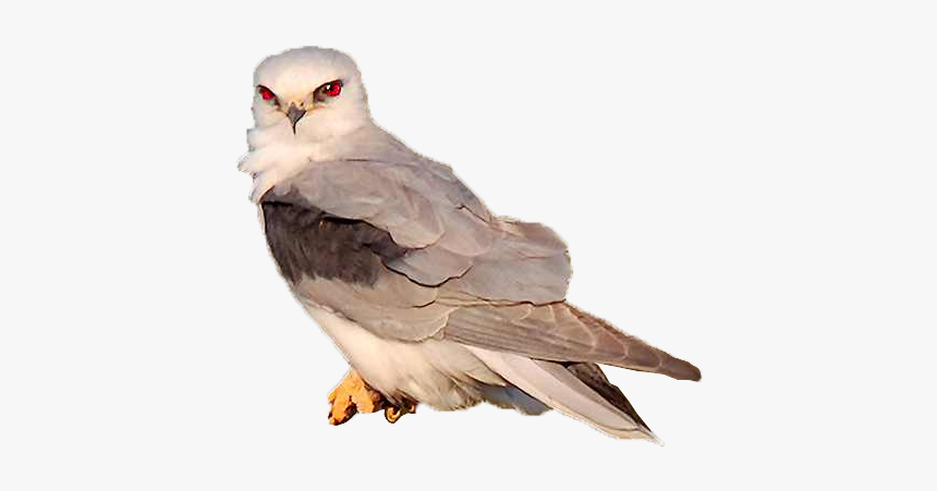 Bird-animation - Hawk, HD Png Download, Free Download