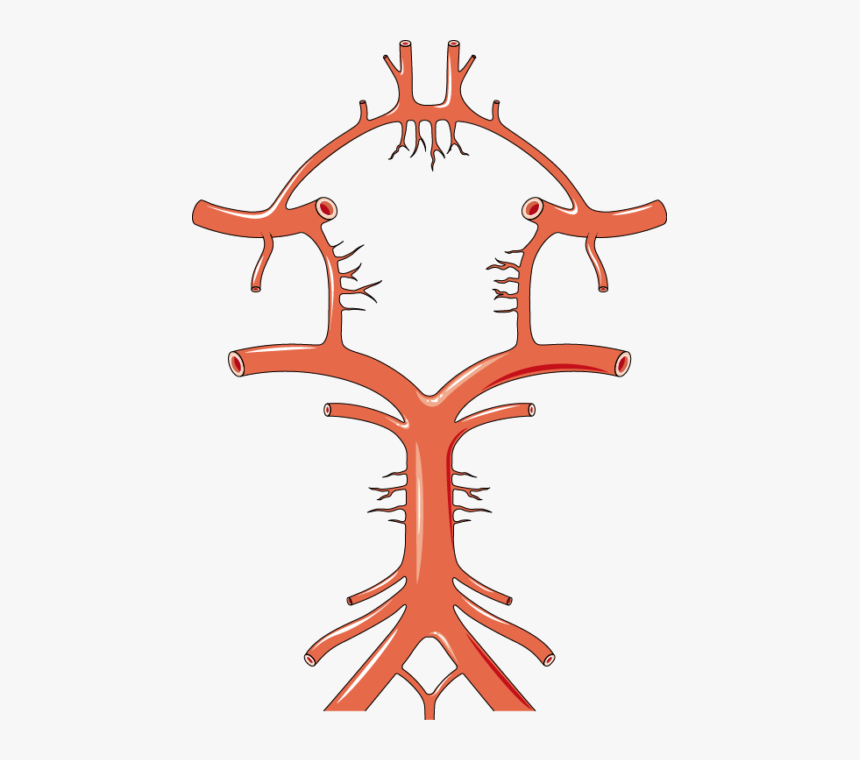 Cercle De Willis - Circle Of Willis Png, Transparent Png, Free Download