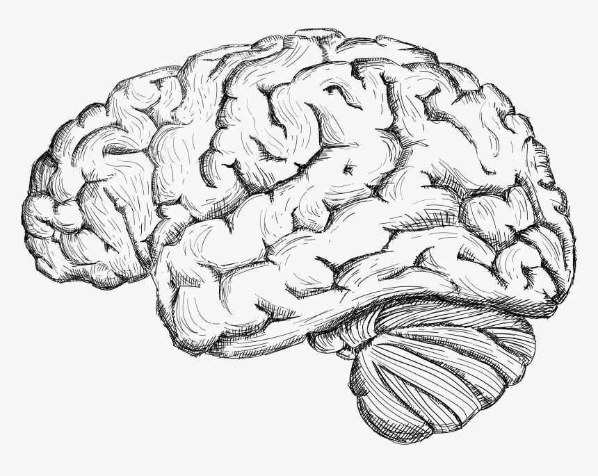 Best Brain Sketch Drawing with Realistic