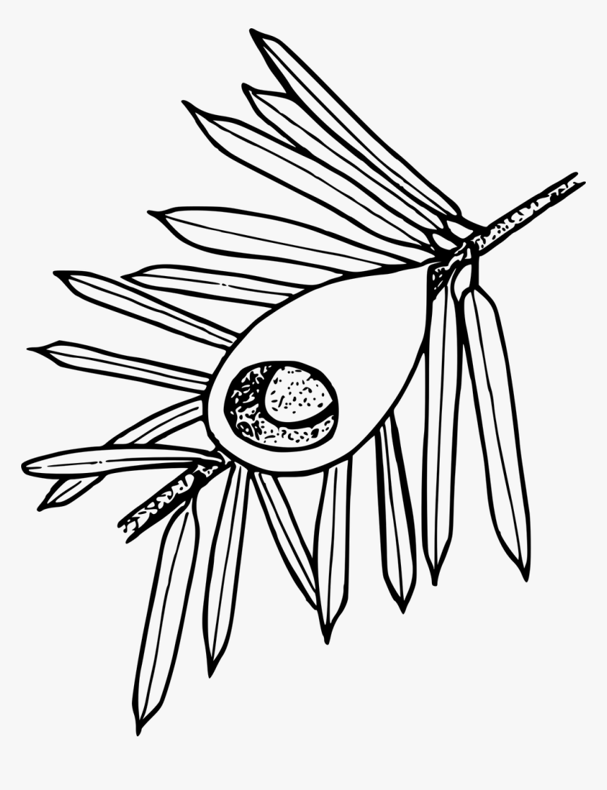 Pacific Yew Drawing, HD Png Download, Free Download