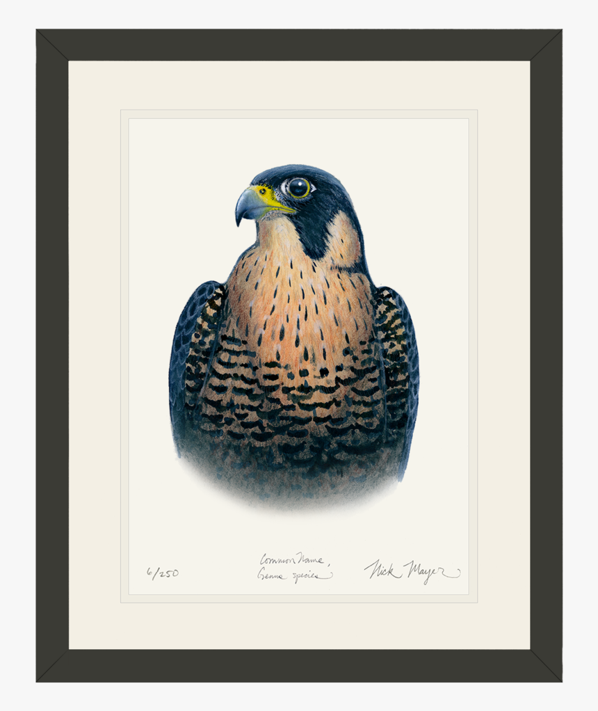 Peregrine Falcon Original Watercolor Painting - Hawk, HD Png Download, Free Download