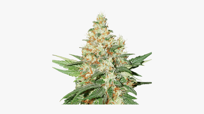 Kush Feminized - Og Kush Png, Transparent Png, Free Download