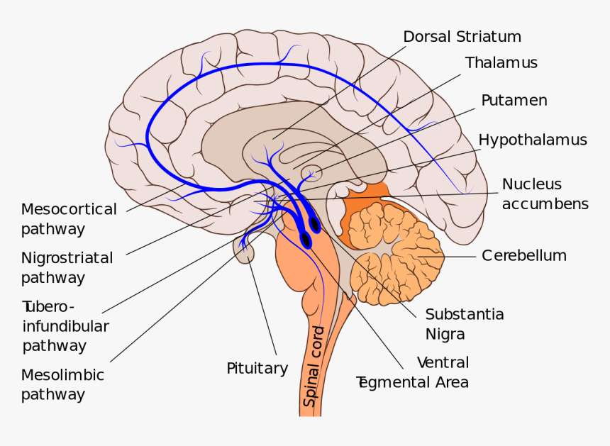 Dopamine Pathways, HD Png Download, Free Download