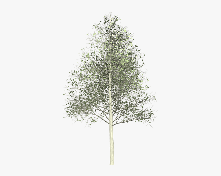 Aspen, Tree, Painted Tree, Nature, Green - Quaking Aspen Png, Transparent Png, Free Download