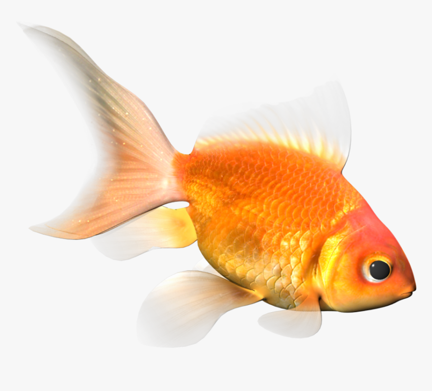 Goldfish, HD Png Download, Free Download