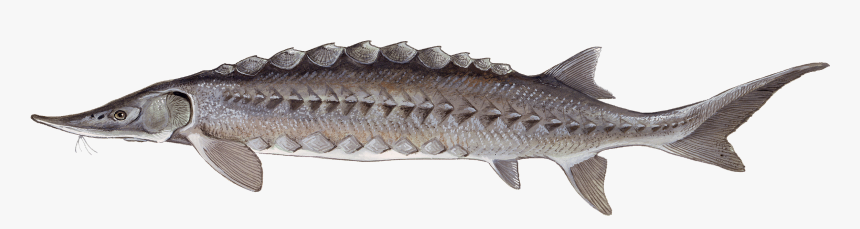 Acipenser Oxyrhynchus - Atlantic Sturgeon Png, Transparent Png, Free Download