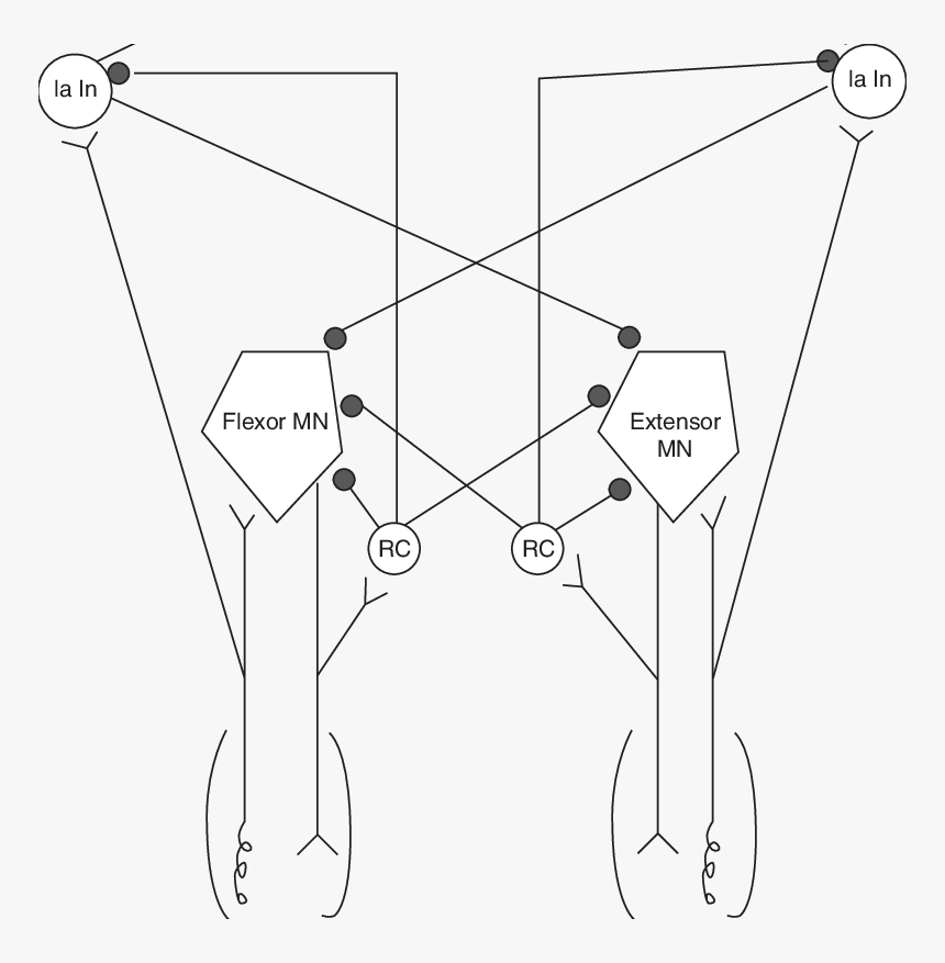 Diagram, HD Png Download, Free Download