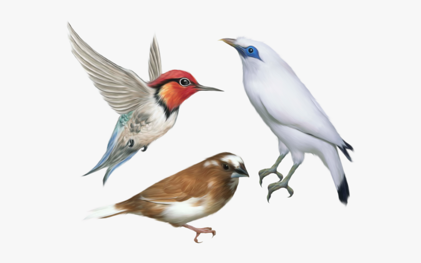 Transparent Background Bird Transparent, HD Png Download, Free Download