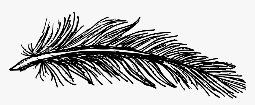 Feather Drawing Png, Transparent Png, Free Download