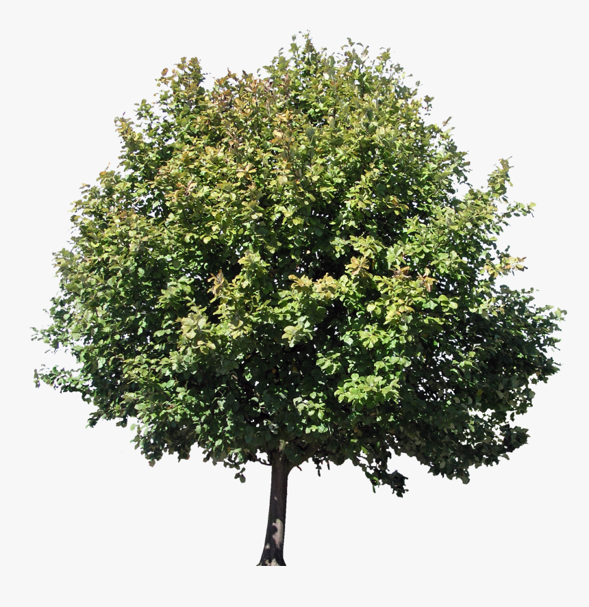 Transparent Arboles Png - Pistachio Tree Clipart, Png Download, Free Download