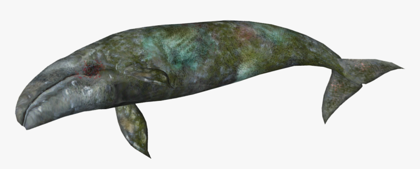 Zt2 Download Library Whales , Png Download - Dead Blue Whale Png, Transparent Png, Free Download