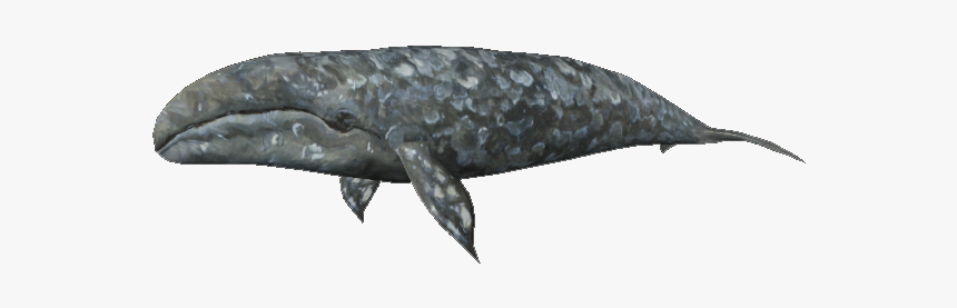 Grey Whale, HD Png Download, Free Download