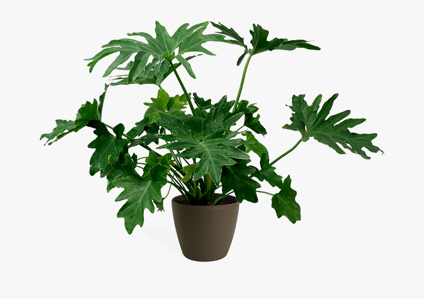 Flowerpot, HD Png Download, Free Download