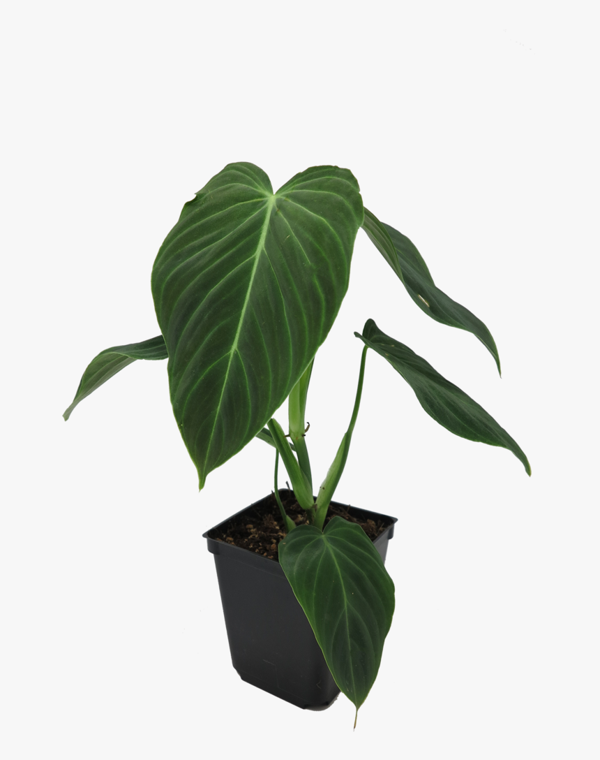 Houseplant, HD Png Download, Free Download