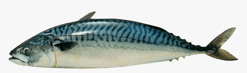 Caballa Pez - Mackerel North Sea, HD Png Download, Free Download