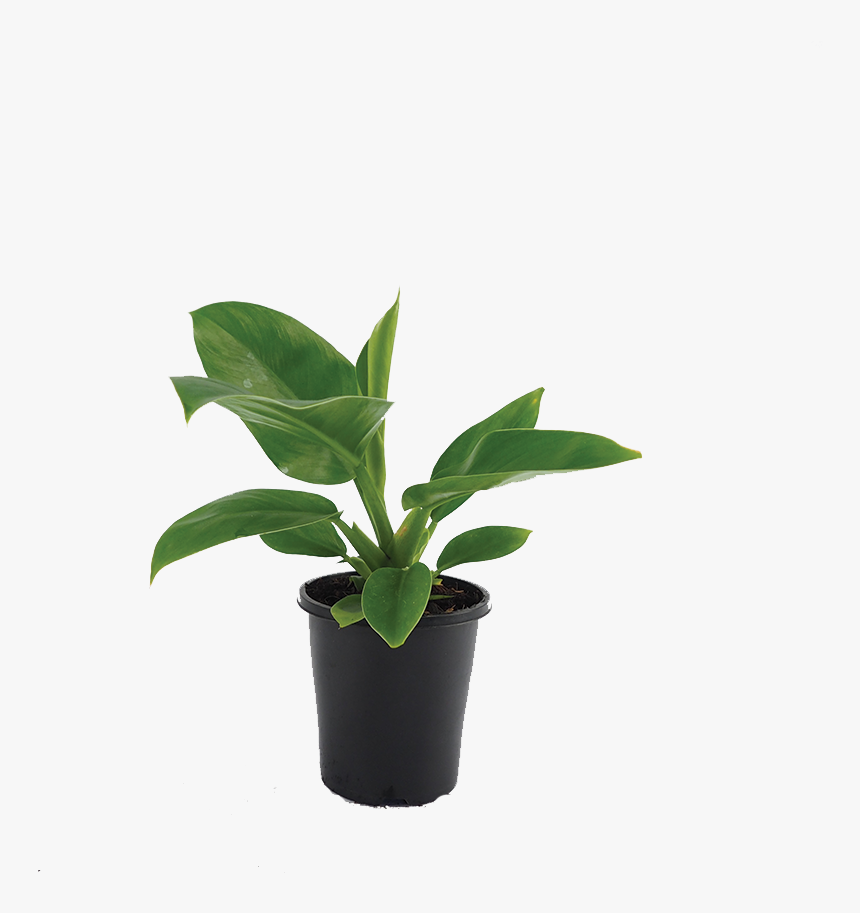 Flowerpot, HD Png Download, Free Download