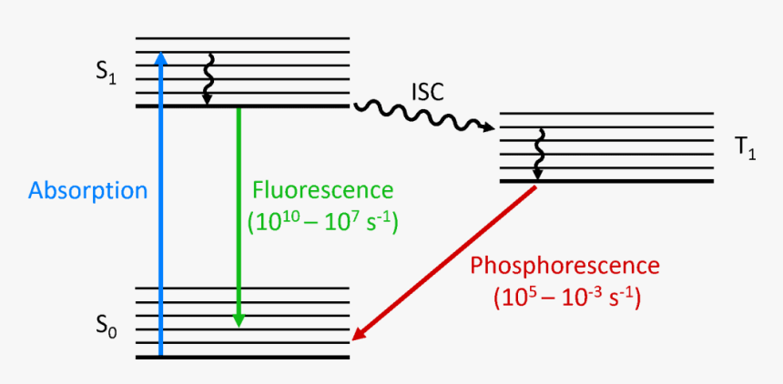 Jablonski Diagram - Fluorescence And Phosphorescence Diagram, HD Png Download, Free Download