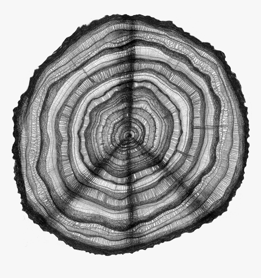 Tree Rings Of Peace - Art Tree Rings, HD Png Download, Free Download