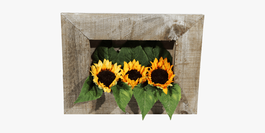 Sunflower, HD Png Download, Free Download