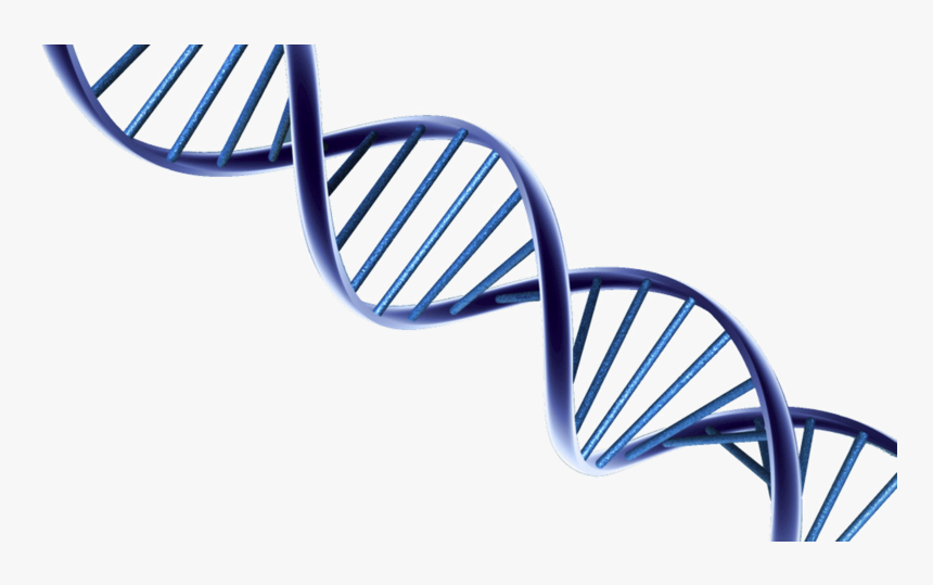 Transparent Dna Clipart Transparent - Dna Png, Png Download, Free Download