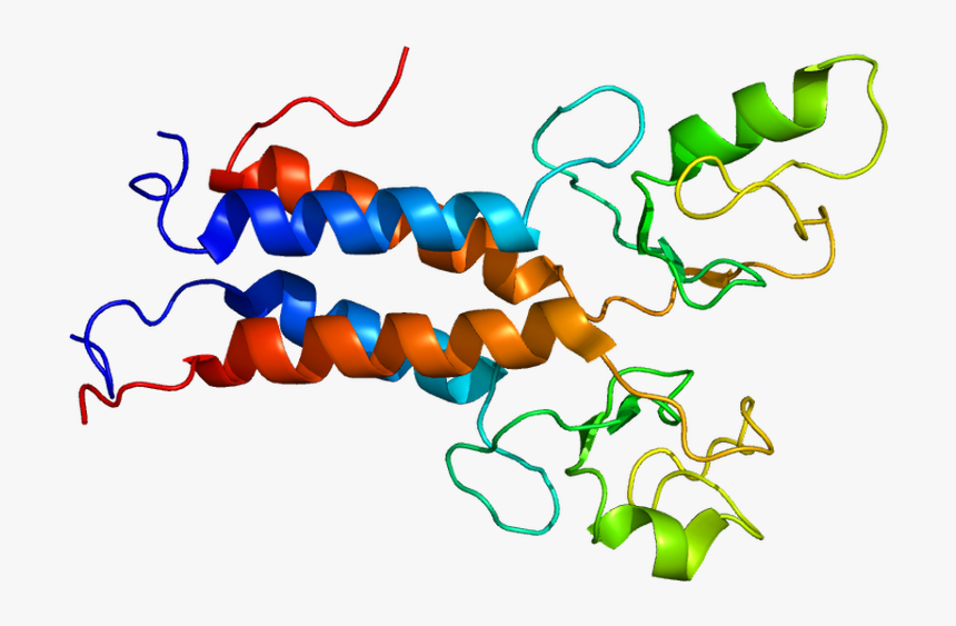 Dna Clipart Wikipedia, HD Png Download, Free Download