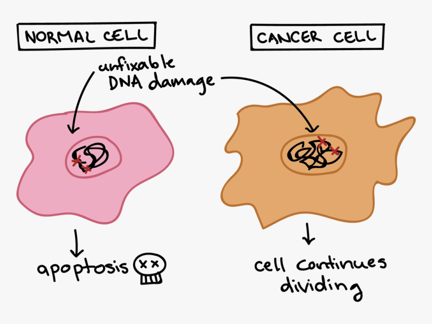 Transparent Cancer Cell Png - Cancer Cell Cycle, Png Download, Free Download