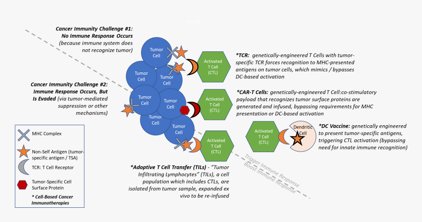 Transparent Cancer Cell Png - Tumor Infiltrating Lymphocytes Tcr Immunotherapy Car, Png Download, Free Download