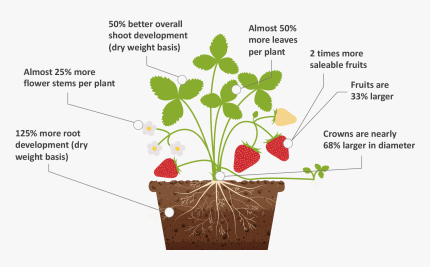 Strawberry Plant - Photosynthesis Process For An Strawberry, HD Png Download, Free Download