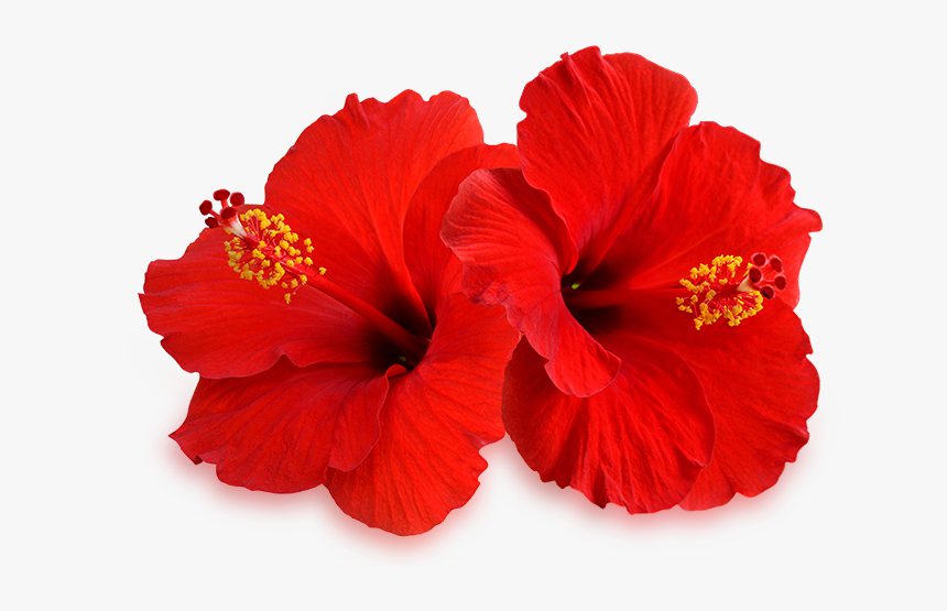 Chinese Flower Png, Transparent Png, Free Download