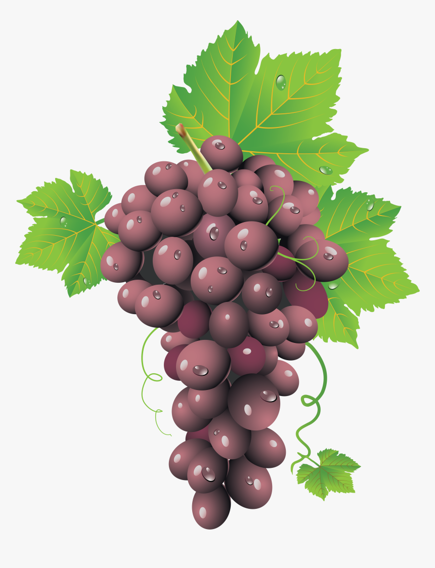 Grapes Png Image - Grape Cluster, Transparent Png, Free Download