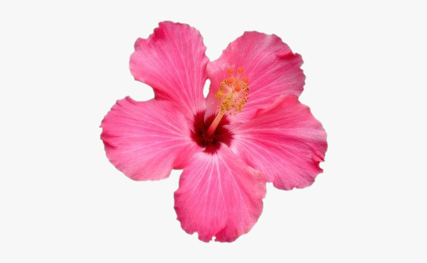 #flower #png #freetoedit - Hawaiian Flower Gif Transparent, Png Download, Free Download