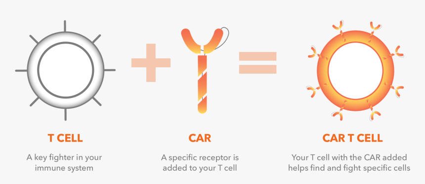 Car T Cells, HD Png Download, Free Download