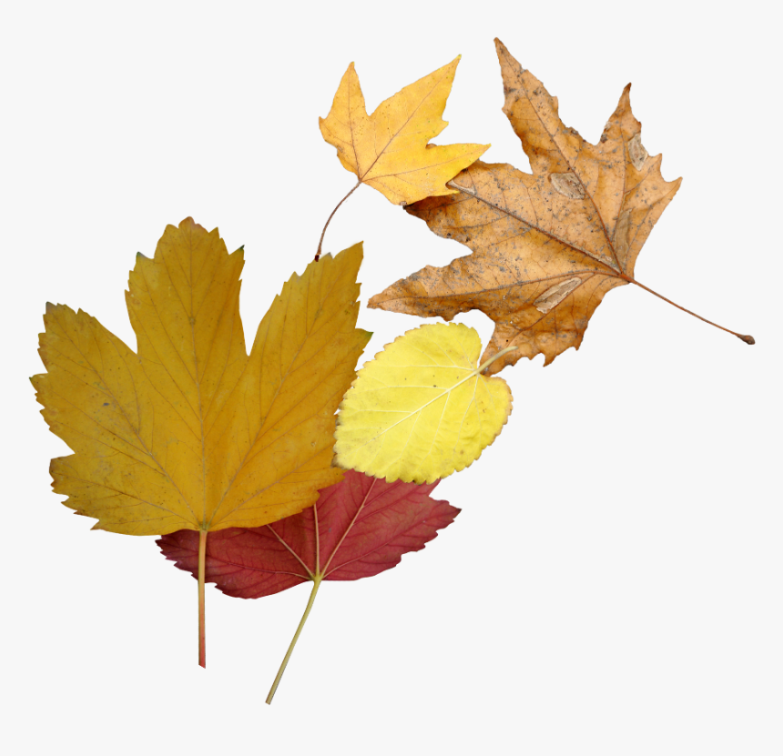 Transparent Fallen Leaves Png - Leaf, Png Download - kindpng